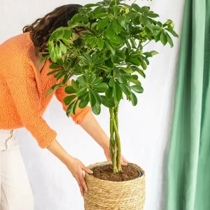 Schefflera xl + panier 80cm - plante d'intérieur avec gaz krypton pressurisé