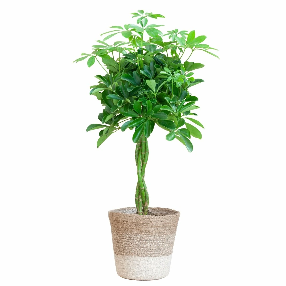 Schefflera xl + panier 80cm - plante d'intérieur avec gaz krypton pressurisé