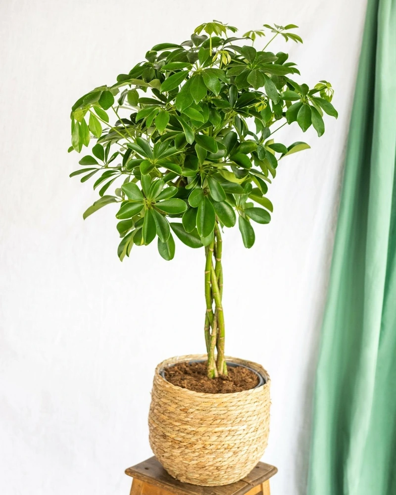 Schefflera xl + panier 80cm - plante d'intérieur avec gaz krypton pressurisé