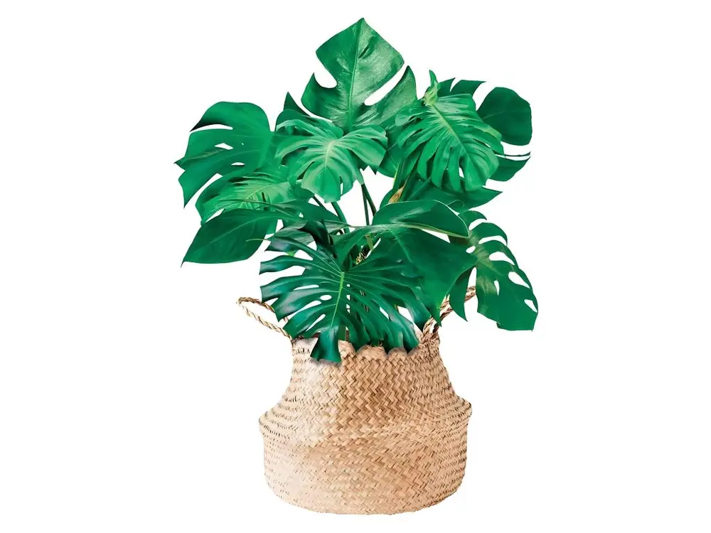 Autocollant Mural Plante pour salon et séjour