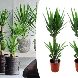Cartouche Yucca elephantipes - set de 2 - palmier d'ambiance - ⌀ 17cm - hauteur 70-80cm