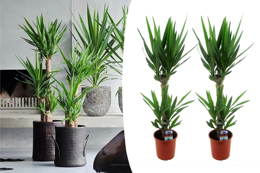 Cartouche Yucca elephantipes - set de 2 - palmier d'ambiance - ⌀ 17cm - hauteur 70-80cm