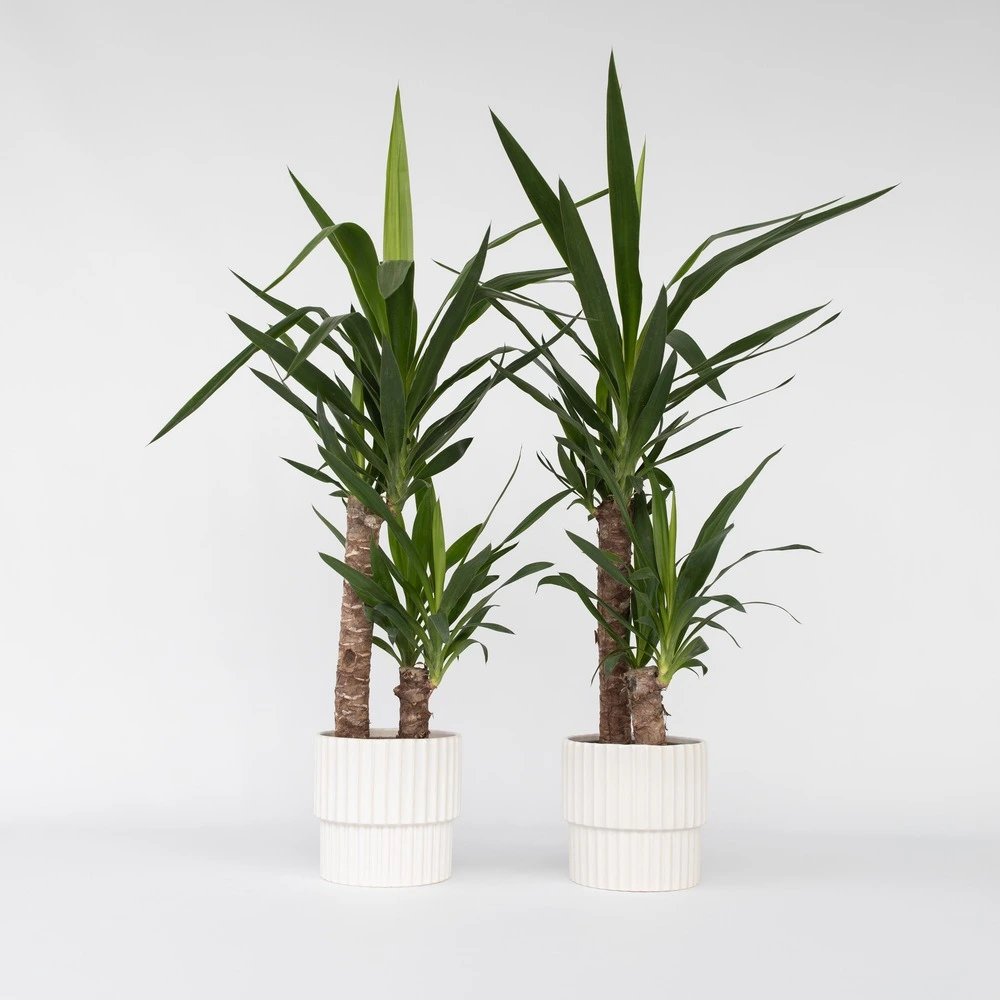 Cartouche Yucca elephantipes - set de 2 - palmier d'ambiance - ⌀ 17cm - hauteur 70-80cm