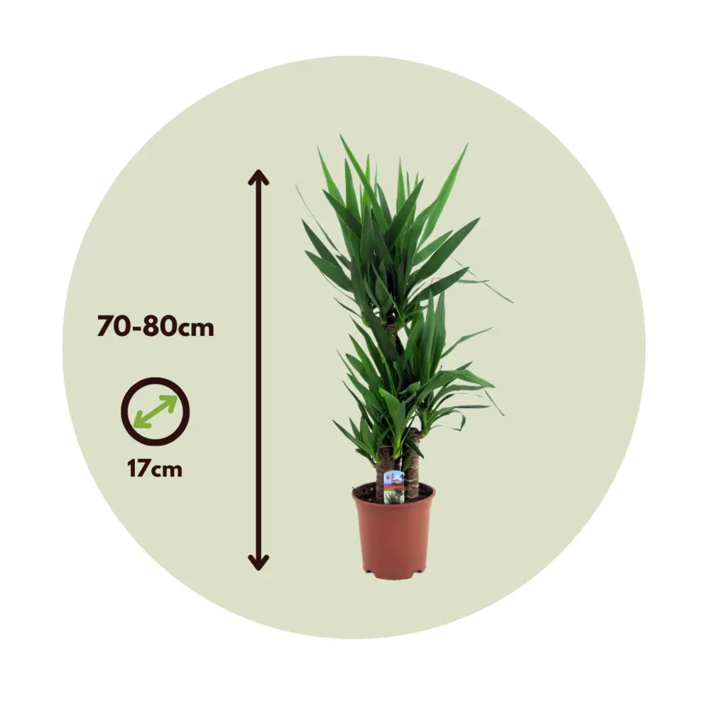 Cartouche Yucca elephantipes - set de 2 - palmier d'ambiance - ⌀ 17cm - hauteur 70-80cm