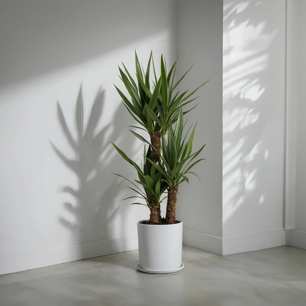 Cartouche Yucca elephantipes - set de 2 - palmier d'ambiance - ⌀ 17cm - hauteur 70-80cm