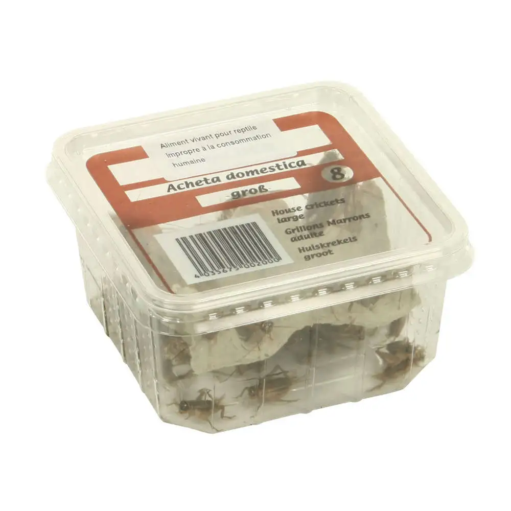 Filtre à air Grillons domestiques reptiles, taille L, 30/35 pièces Stoffels