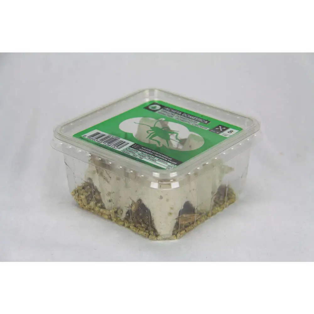 Filtre à air Grillons domestiques reptiles, taille L, 30/35 pièces Stoffels