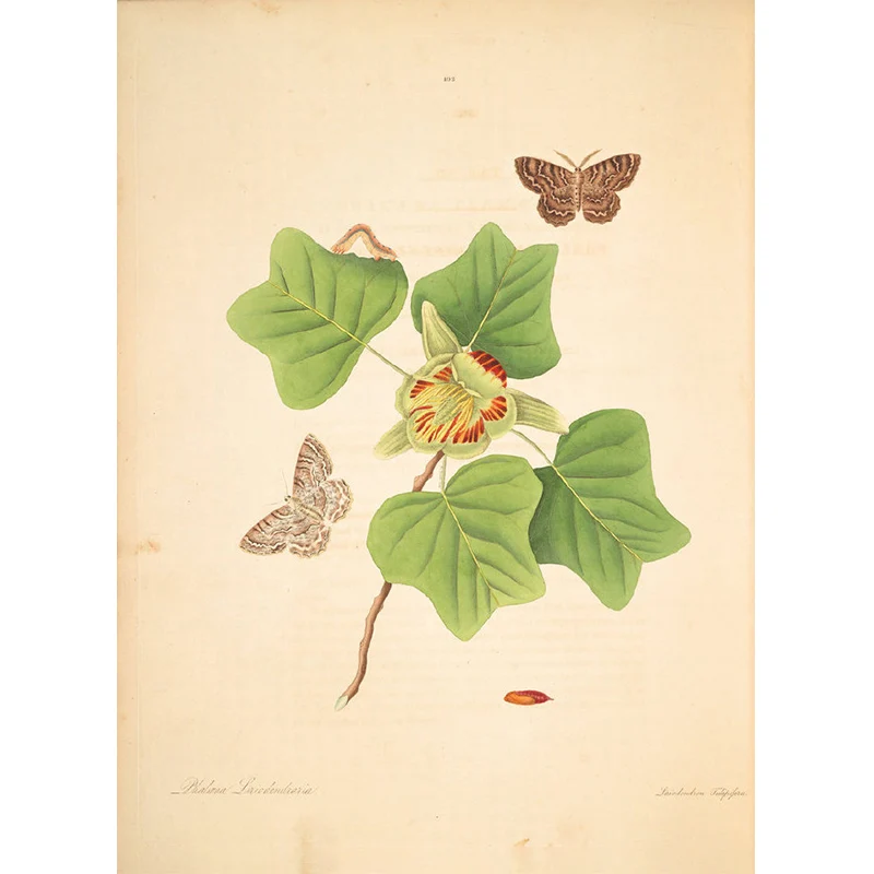 Lampe à lave Beigefarbene Baumzweig-Wandtapete, botanische, zeitgenössische, schmutzabweisende Wandkunst
