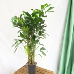 Caryota mitis - 140 cm - ø24 140cm - plante d'intérieur avec fonction talkie-walkie