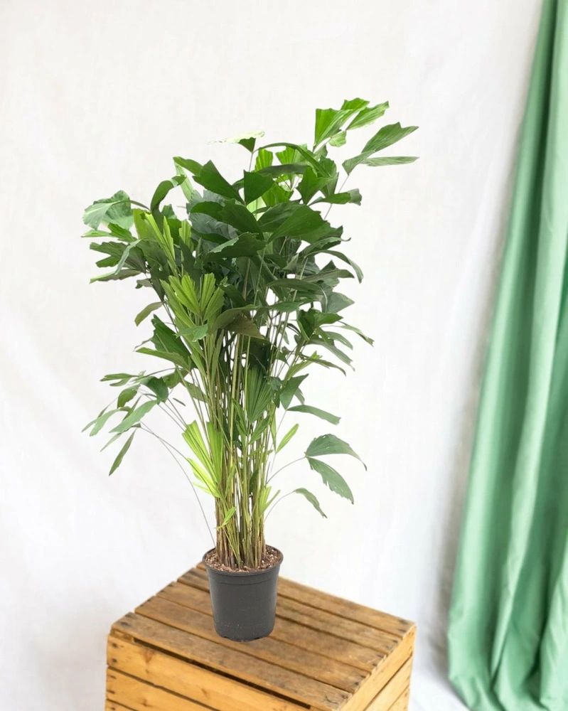 Caryota mitis - 140 cm - ø24 140cm - plante d'intérieur avec fonction talkie-walkie