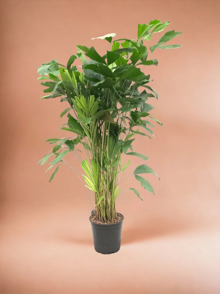 Caryota mitis - 140 cm - ø24 140cm - plante d'intérieur avec fonction talkie-walkie
