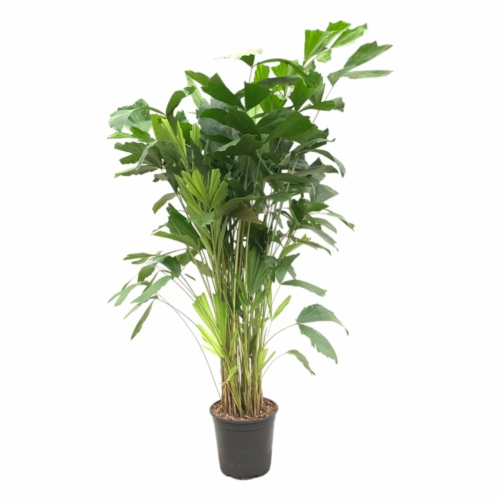 Caryota mitis - 140 cm - ø24 140cm - plante d'intérieur avec fonction talkie-walkie