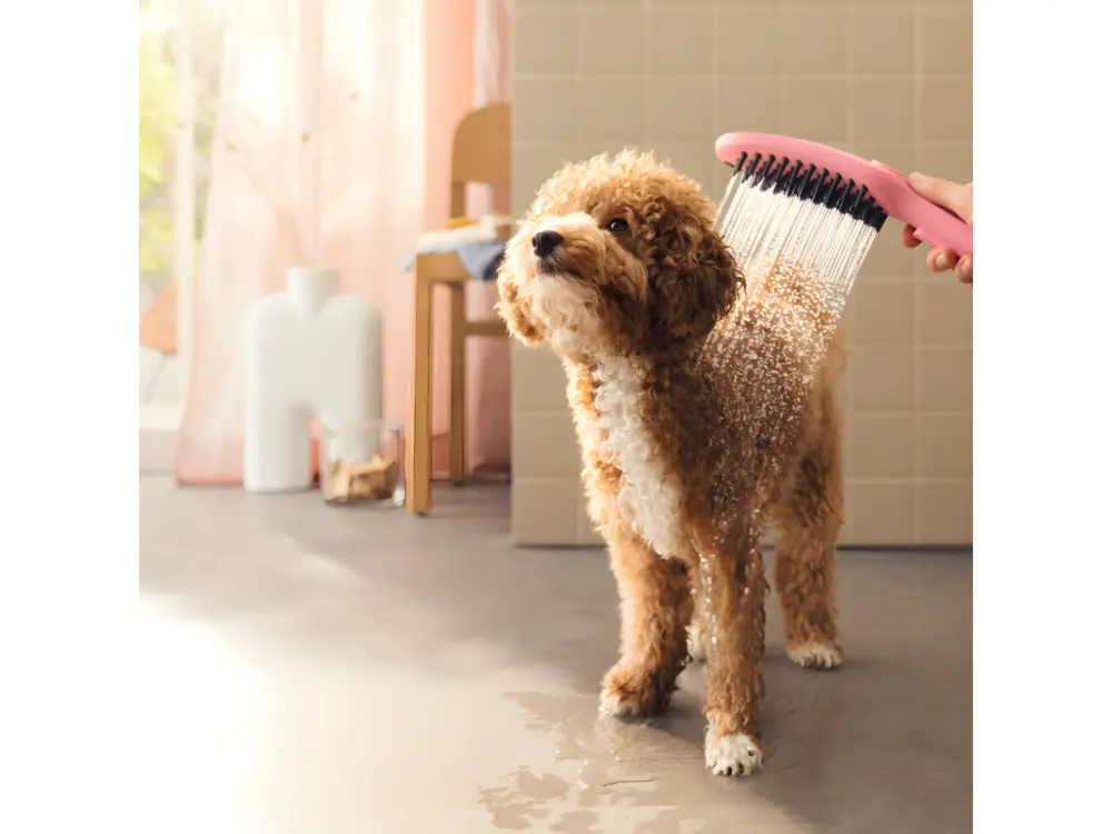 Pommeau de douche pour chien HANSGROHE DogShower 3 jets Rose avec Flexible 1,5 m