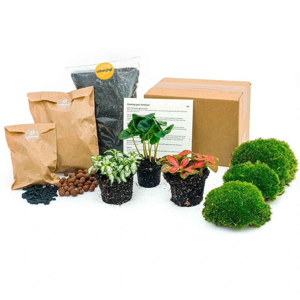 Kit rempotage plantes pour terrarium 3 plantes : caféier + 2 fittonia - - Compatible Universel