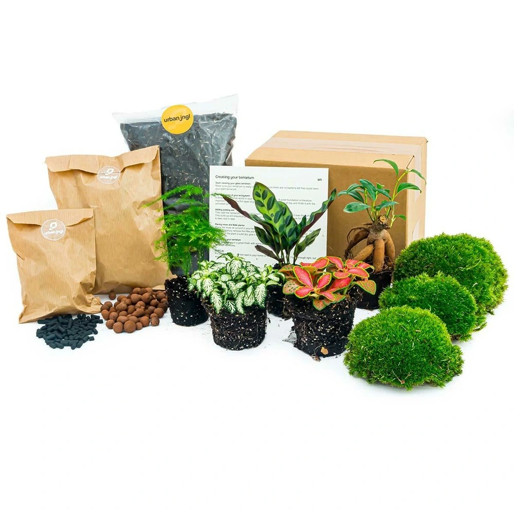 Kit rempotage plantes pour terrarium 5 plantes : calathé + ficus + asparagus + 2 fittonia - avec vis inox