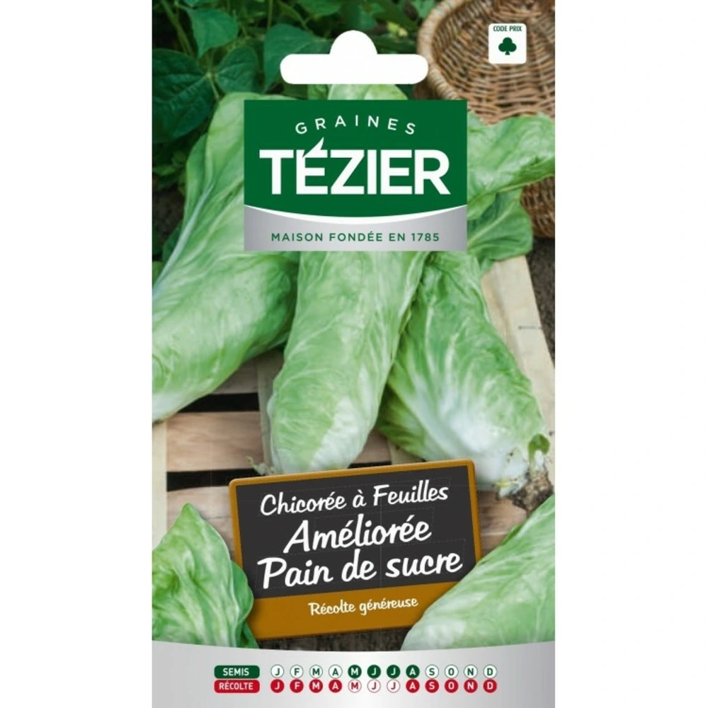 Chicorée à feuille améliorée pain de sucre pour Usage Intensif