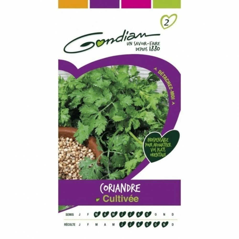 Coriandre cultivée avec 2 Batteries
