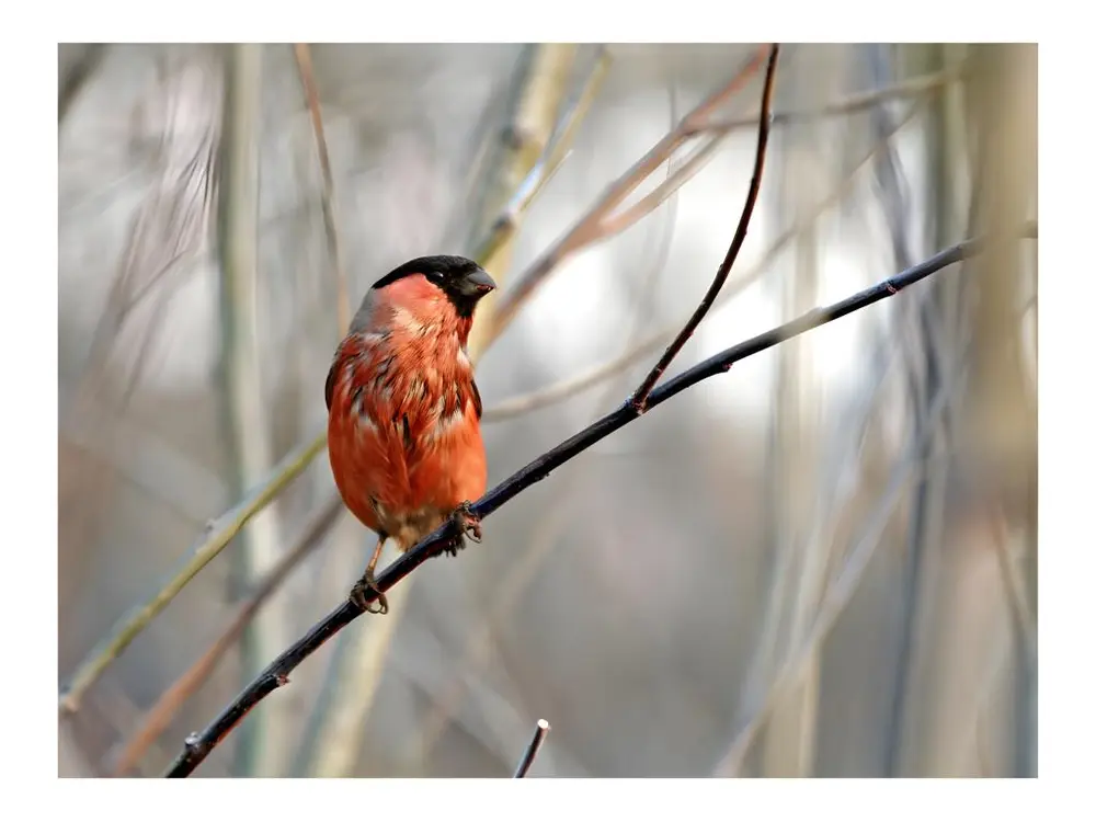 Papier peint intissé Animaux Bullfinch forest : Taille - 250 x 193 cm