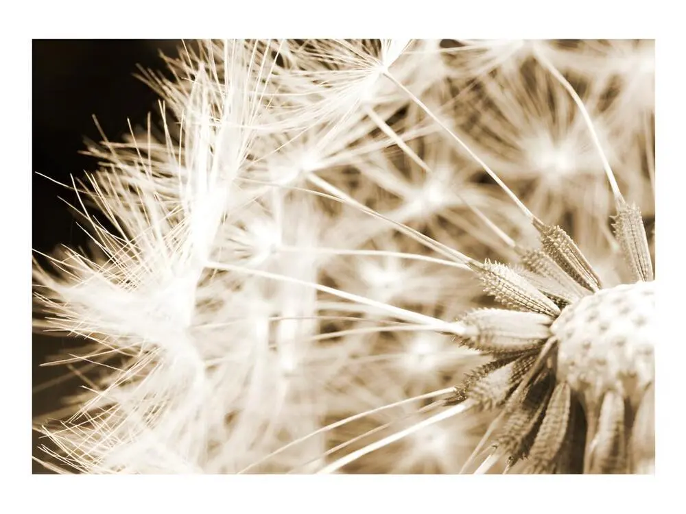 Papier peint intissé Fleurs Dandelion - sepia : Taille - 200 x 140 cm pour papier peint lourd