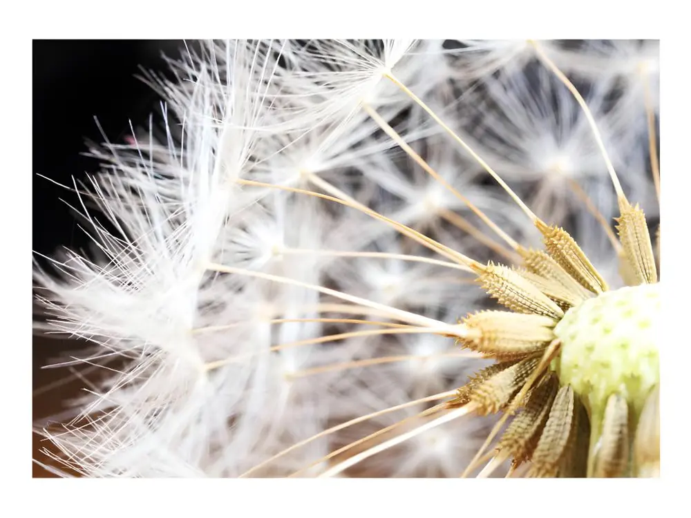 Papier peint intissé Fleurs Fluffy dandelion : Taille - 150 x 105 cm