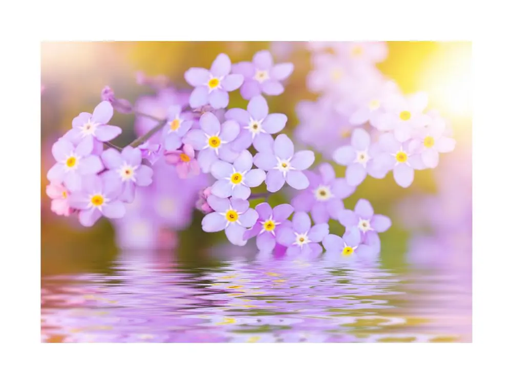 Papier peint intissé Fleurs Violet Petals Bloom : Taille - 200 x 140 cm