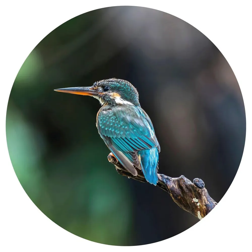 WallArt Papier peint cercle Kingfisher 142,5 cm