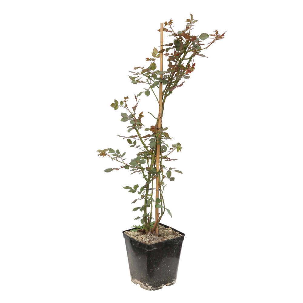 Inox A2 Rosier grimpant Delbard- Palissé - Pot 5L