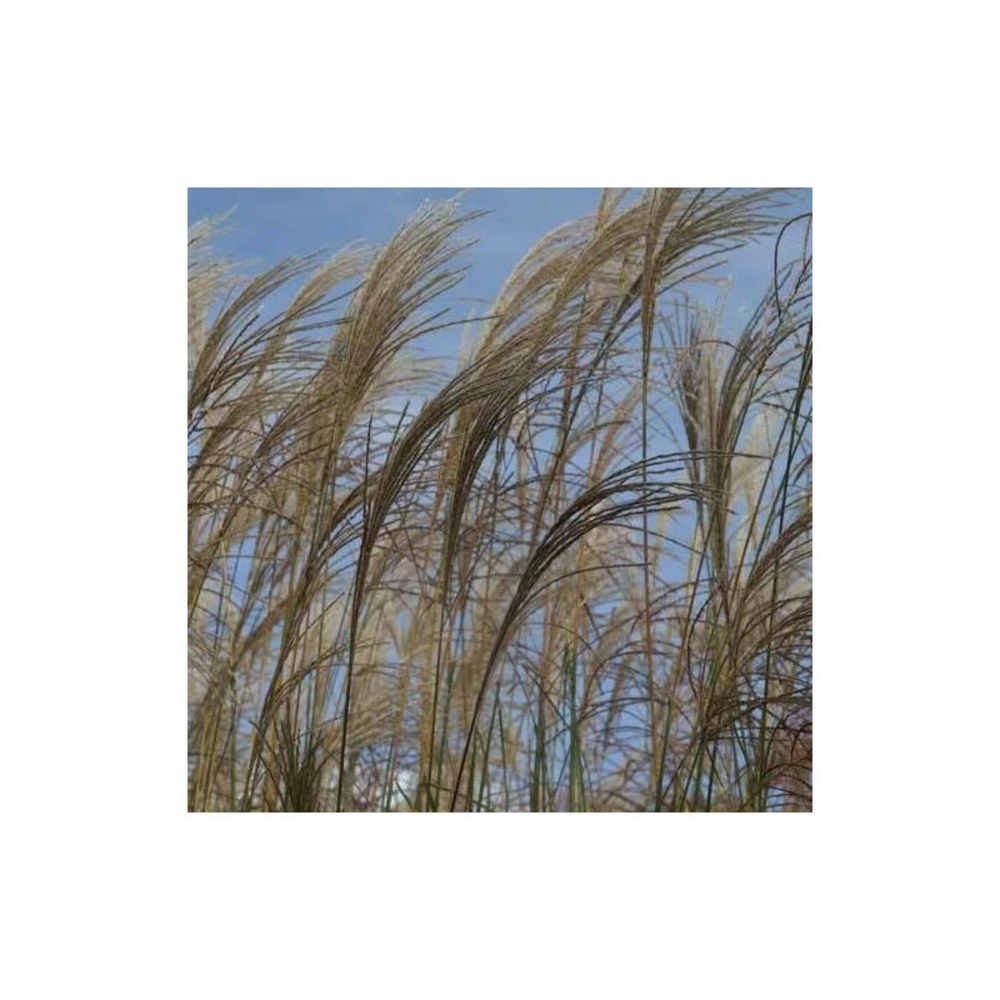 Miscanthus, roseau de chine ville d'angers/[-]godet - 5/20 cm | réglable | invisible