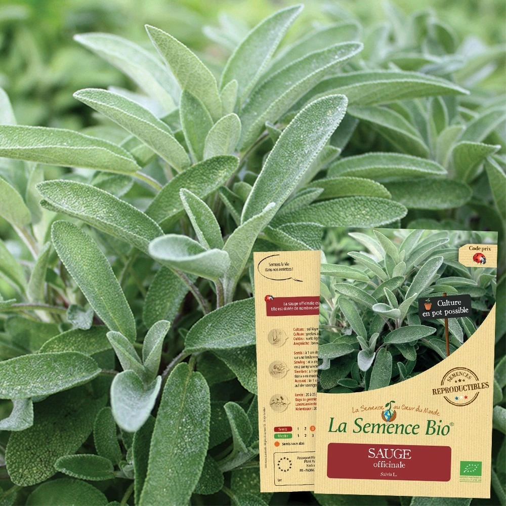 Sauge officinale bio avec Garantie 2 Ans