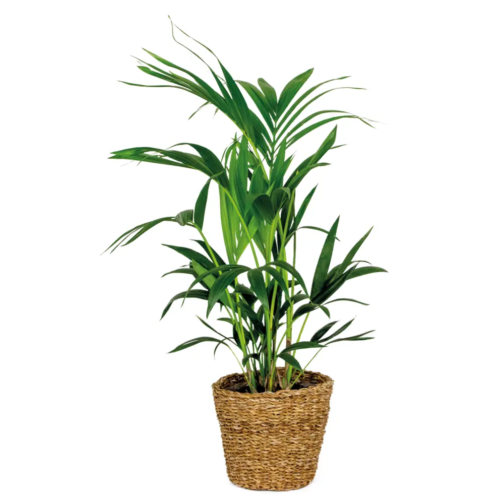 Mécanisme de chasse Howea forsteriana incl seagrass basket - palmier kentia - purificateur d'air - ⌀19 cm - ↕90-100 cm