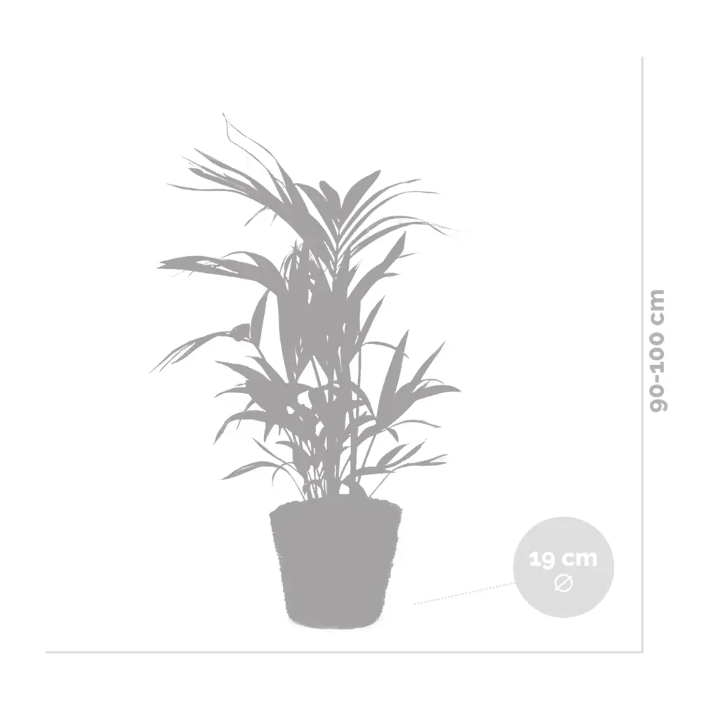 Mécanisme de chasse Howea forsteriana incl seagrass basket - palmier kentia - purificateur d'air - ⌀19 cm - ↕90-100 cm