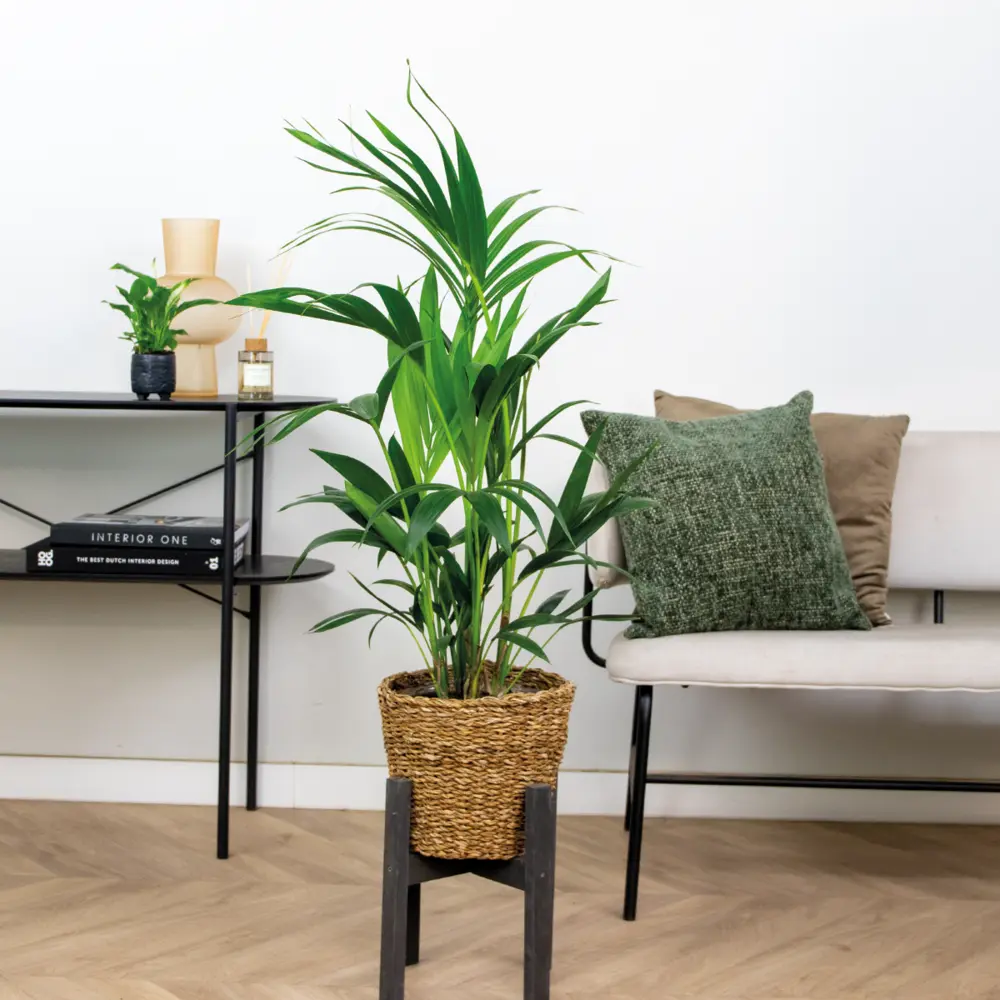 Mécanisme de chasse Howea forsteriana incl seagrass basket - palmier kentia - purificateur d'air - ⌀19 cm - ↕90-100 cm