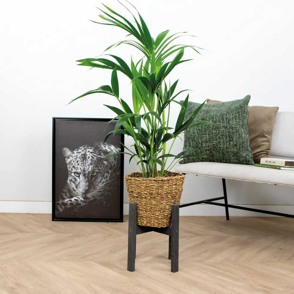 Mécanisme de chasse Howea forsteriana incl seagrass basket - palmier kentia - purificateur d'air - ⌀19 cm - ↕90-100 cm