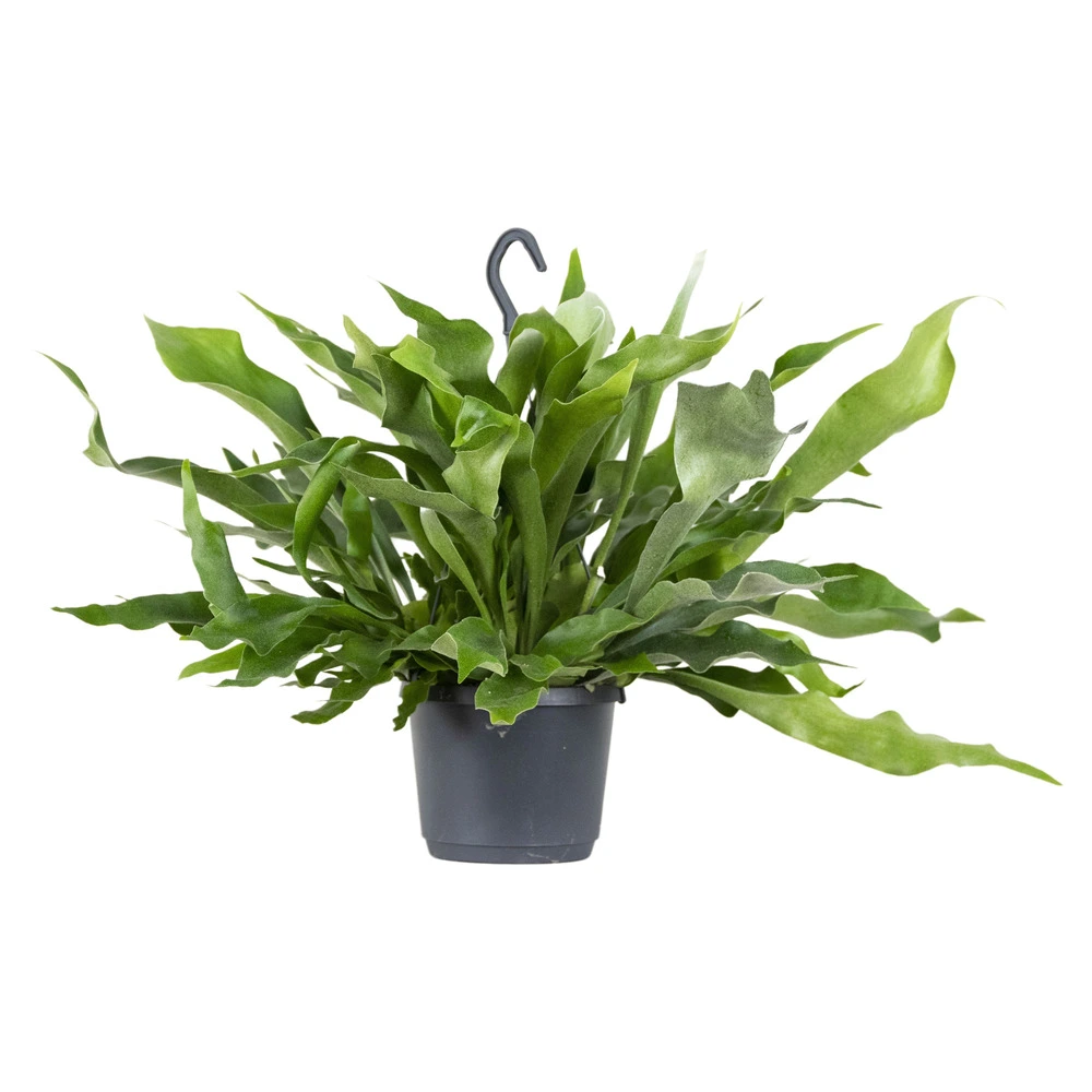 Parafoudre de Platycerium bifurcatum – fougère corne d'automne – plante retombante – purificatrice d'air – ⌀17 c...