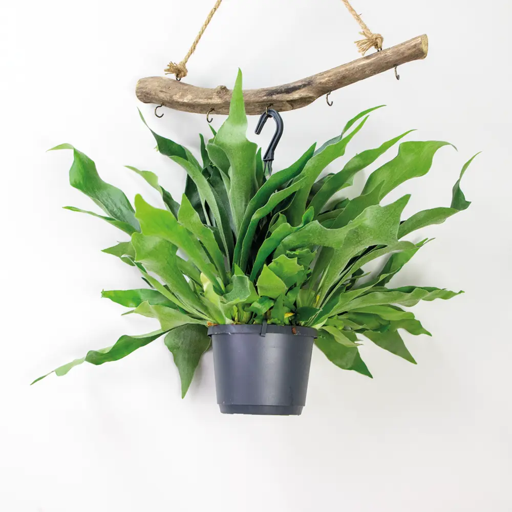Parafoudre de Platycerium bifurcatum – fougère corne d'automne – plante retombante – purificatrice d'air – ⌀17 c...