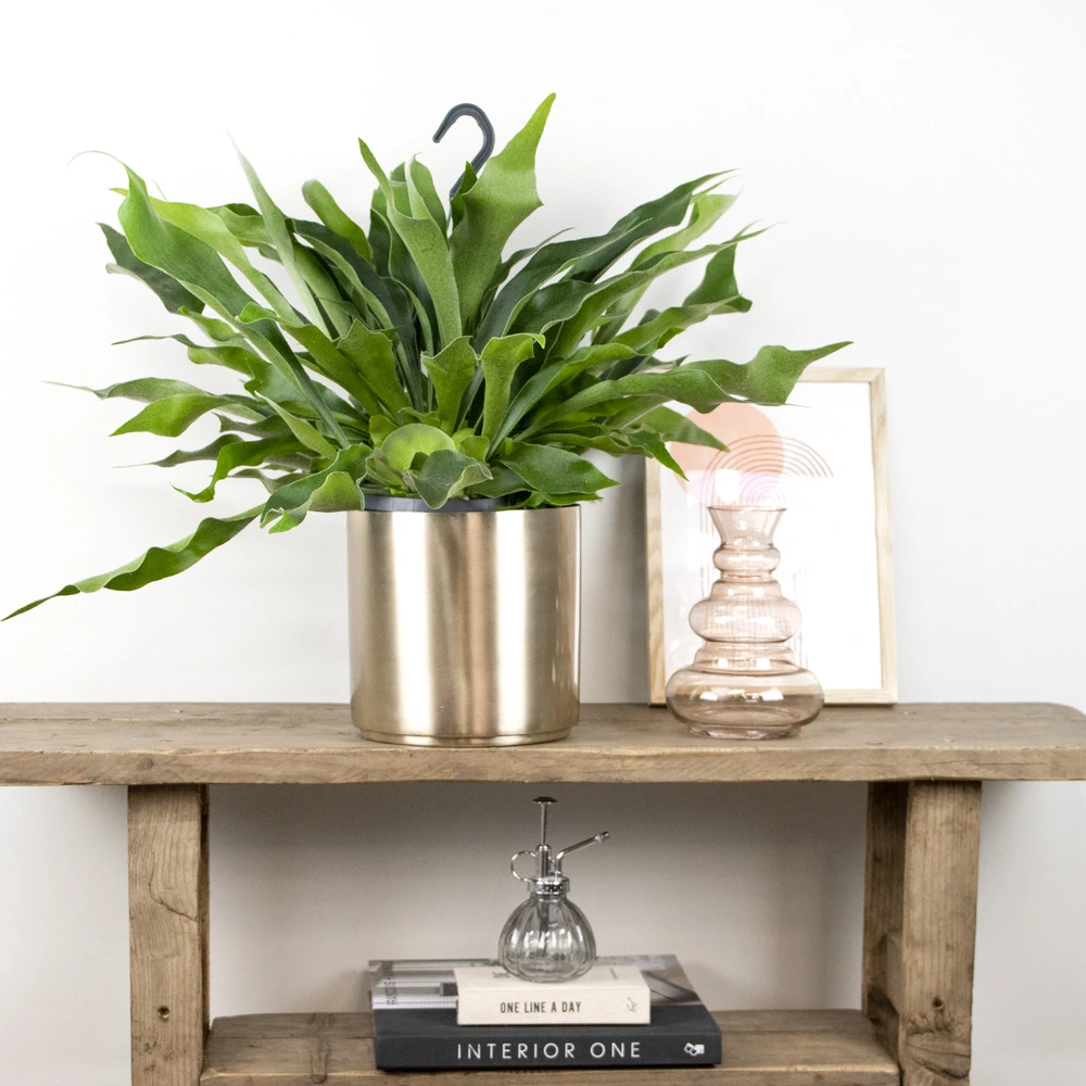 Parafoudre de Platycerium bifurcatum – fougère corne d'automne – plante retombante – purificatrice d'air – ⌀17 c...