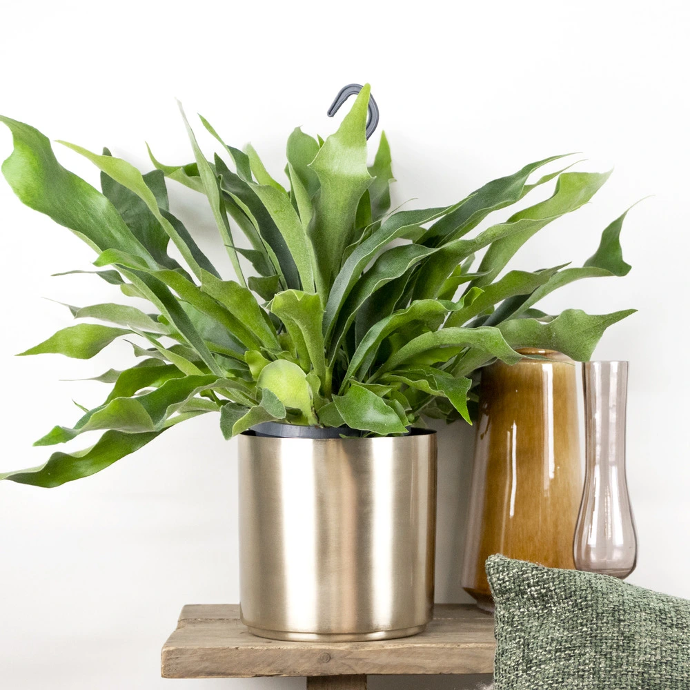 Parafoudre de Platycerium bifurcatum – fougère corne d'automne – plante retombante – purificatrice d'air – ⌀17 c...