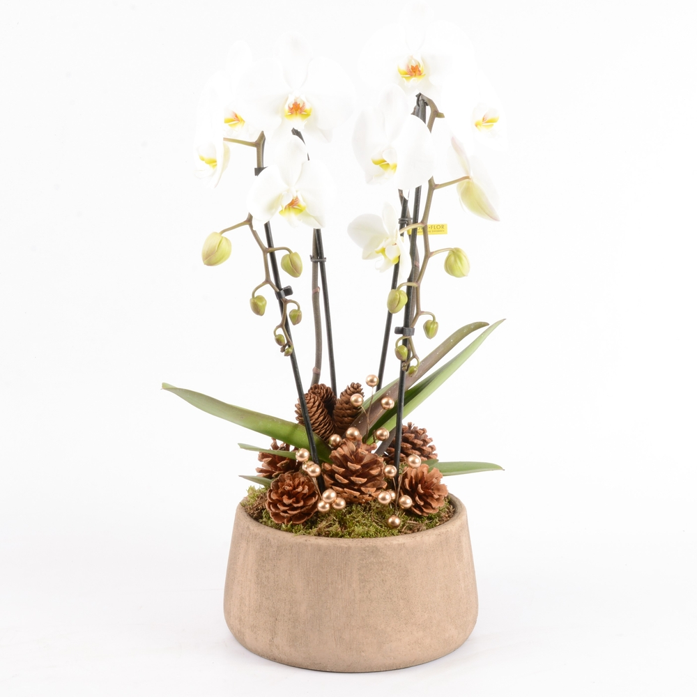 Composition Phalaenopsis cascade- 2 tiges - Pot D 24cm - H 65cm