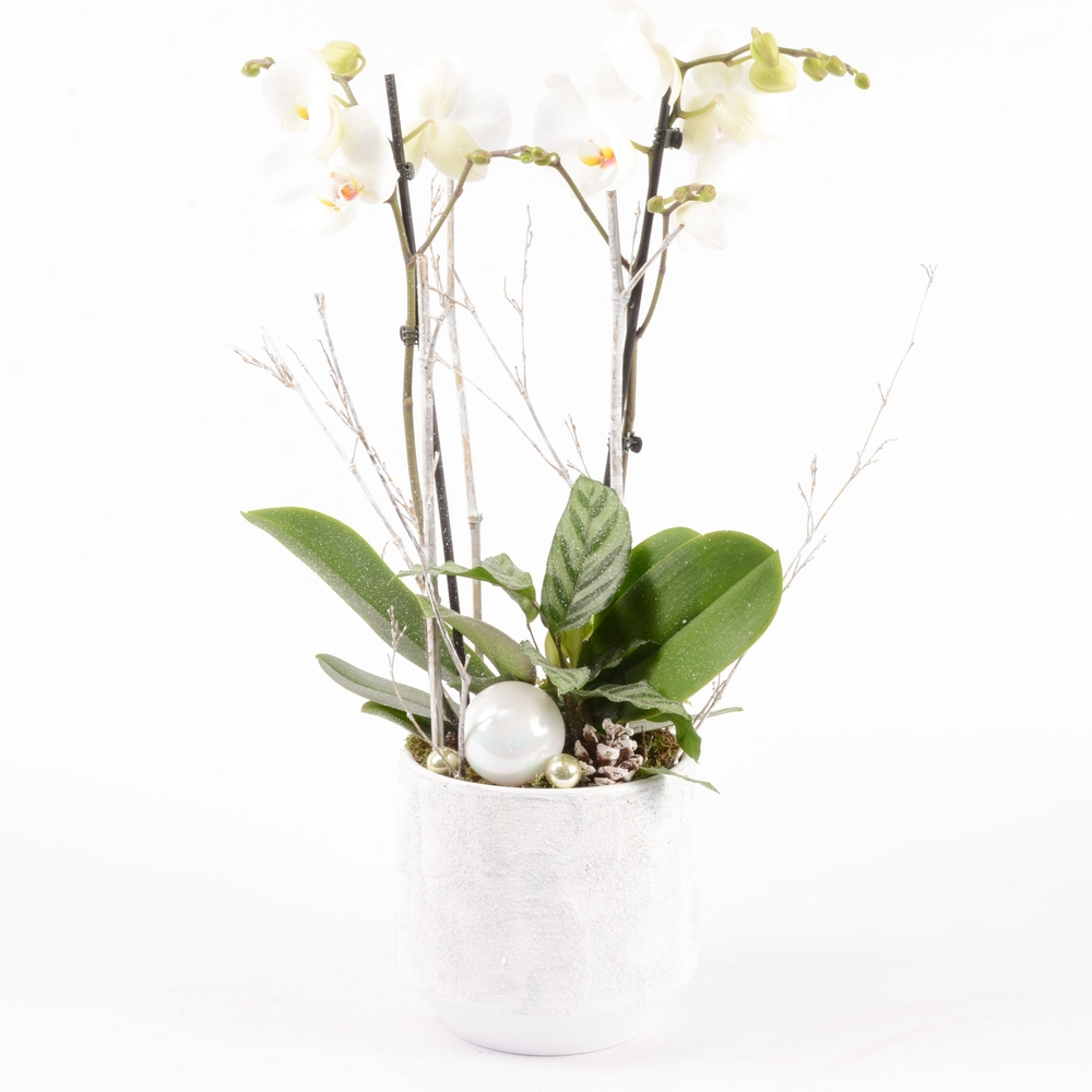 Composition - Phalaenopsis 2 tiges + Calathea - D 18cm avec vis inox