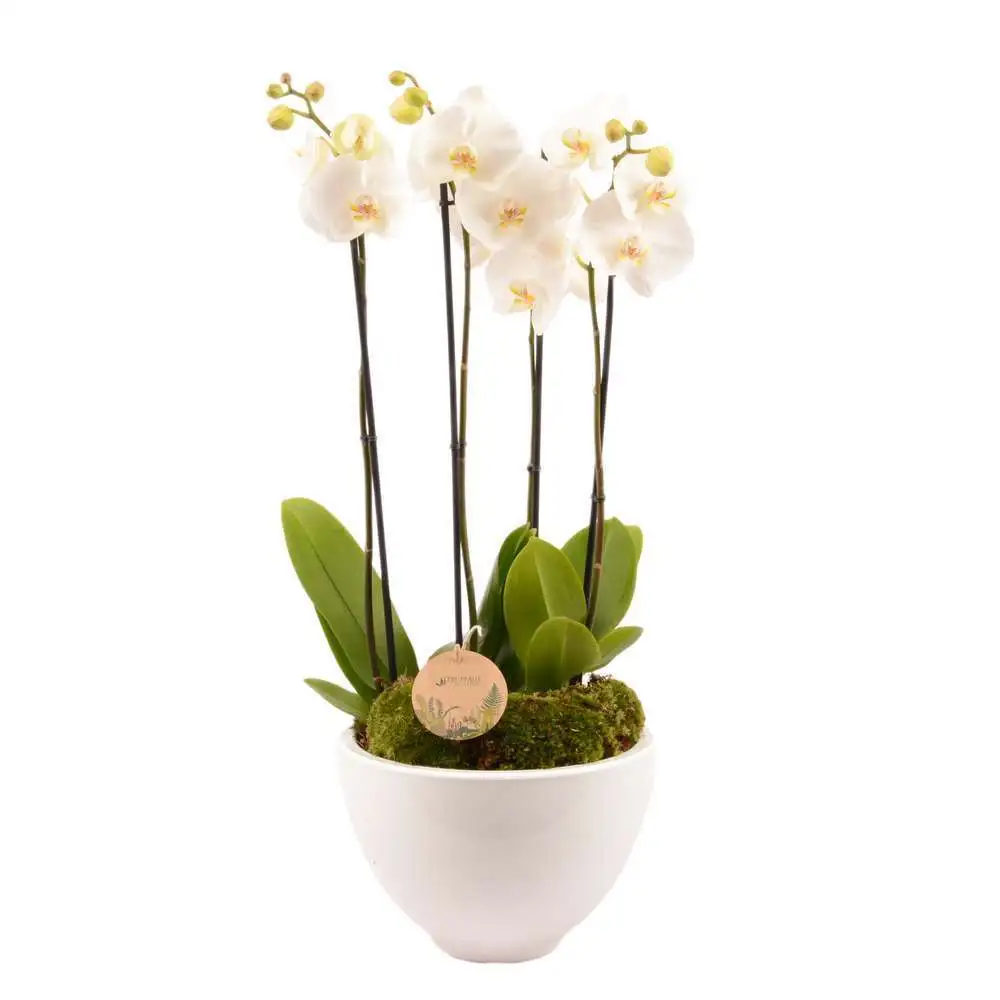 Composition Phalaenopsis 4 tiges Création Truffaut avec garantie 5 ans
