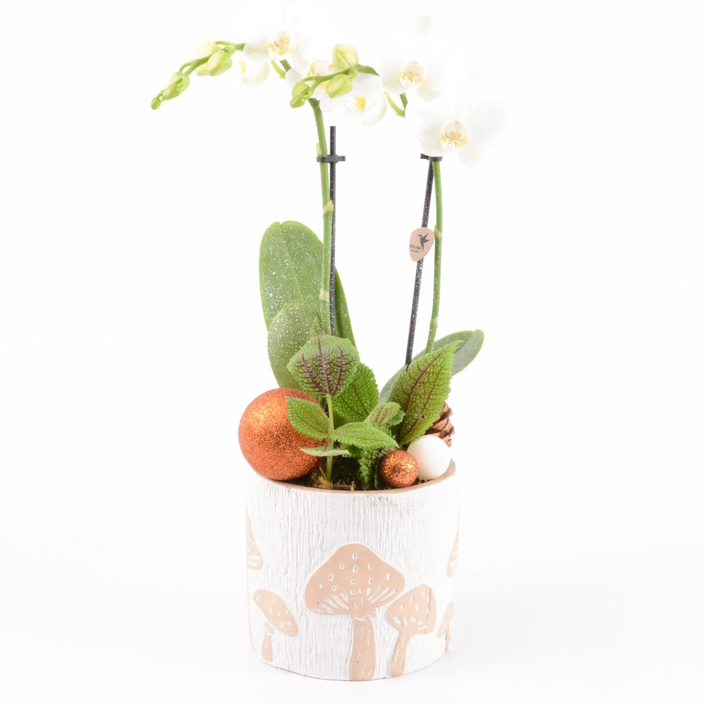 Orchidée Kolibri 2 tiges + Pilea 'Moon Valley' - D 14cm pour rénovation complète