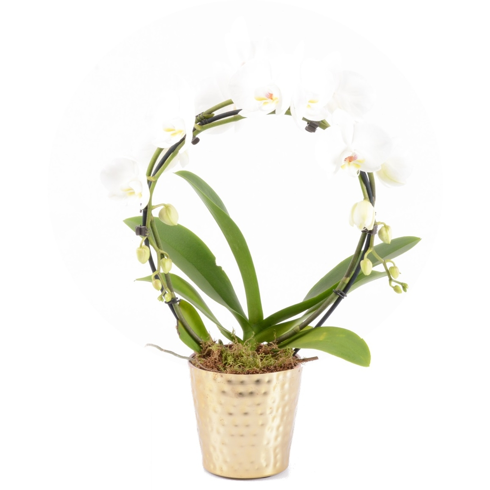 Phalaenopsis Arceau - 2 tiges - Pot D13cm - H55 cm avec Joint d'Étanchéité Inclus